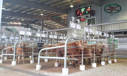 설 대목인데… 한우값 폭락 울상