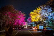 무룡로 밤벚꽃 구경 오세요~