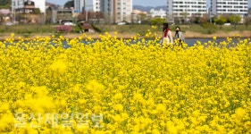 태화강변 유채꽃 활짝