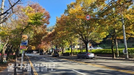 산림청, 울산 남산로 느티나무길 가로수길 추천