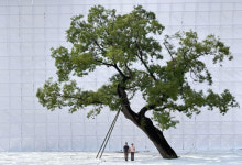 회화나무가 간직한 역사, 예술로 치유하다 이명호 작가의 사진 전시