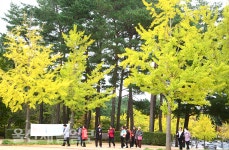 울산대공원 은행나무 산책