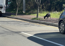 가축사육제한지역 도로에 나타난 흑염소