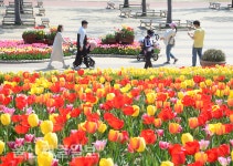 울산대공원 튤립 나들이