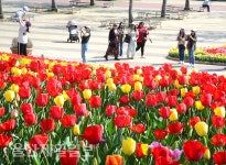 울산대공원 튤립 나들이