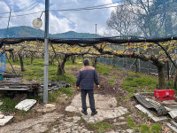 울산지역 배농가 대부분 냉해 피해로 시름