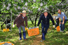 울주 햇배 첫 수확… 18일 미국 수출
