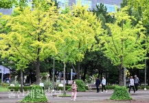 울산대공원 은행나무 산책