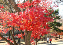 울산대공원 단풍 산책