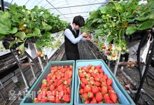 울산 딸기농장 상큼달콤한 유혹