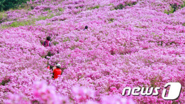 수줍게 꽃망울 터트린 장수 봉화산 철쭉