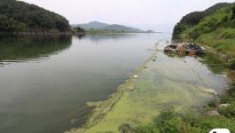 올해도 낙동강 녹조 관측