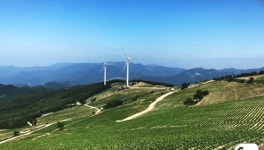 태백 매봉산 배추밭 장관