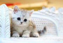 먼치킨 고양이 분양 알아볼 때 꼭 참고할 사항들