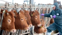 경기 안성시 한우농장 구제역 농가 2곳, 축산차량 통해 전파 추정