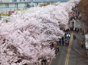여의도 봄꽃 축제 