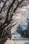 [포토 스케치]부산 해운대 달맞이길의 봄(2)
