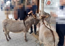 서울 강남 신사역 사거리...당나귀 3마리 활보, 40분만에 포획