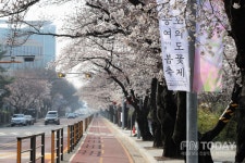 영등포구, 여의서로 벚꽃길 교통통제만 앞당겨 실시…4월 1일 10시부터