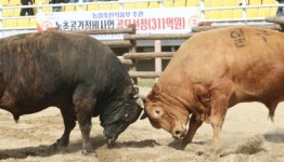 최고 힘센 소 가리자! 의령 소 힘겨루기대회 열전 돌입