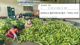 의령군 부르는 게 값? 달고 찰진 초당옥수수 첫 출하 