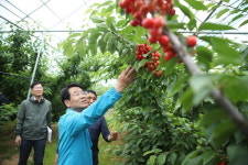 강진원 강진군수, 체리 수확 농가 방문... 체리연구회 회원들 만나