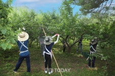 광양경제청, 영농기 매실수확 일손 돕기 손 보태