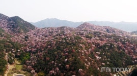 담양군, 제1회 금성면 고비산 산벚꽃축제 개최