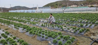 미산농장, 대자연 유황오리진액 엑기스 유황오리즙 1주년 고객감사 특별이벤트 진행