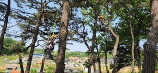 안성 죽화초등학교 (사)한국아보리스트협회와 상상과 모험의 트리클라이밍 체험