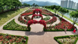 밀양시, 5월 만개한 장미꽃 향연...3만 5천 송이 장미 궁전에 빠진다
