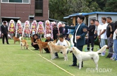 이철용 한국진도견협회장 제70회 한국 최우수 진돗개 선발대회 개최
