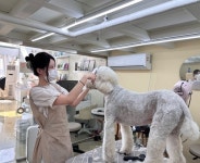 경기 화성시 꼬순 김다빈 대표, 강아지와 보호자 모두를 생각하는 편안한 반려동물 미용 공간