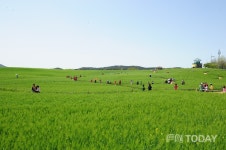 고창군, 제22회 고창청보리밭 축제...4월19일 개막 준비 한창