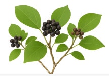 ㈜엘파운더, 황칠나무 열매 유래 탈모 개선 조성물 특허 출원