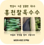 북한이탈주민과 함께한 첫 수확… 한백담, 홍천찰옥수수 유통 본격화
