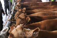 나주시, 폭염 장기화 따른 축산농가 긴급 지원