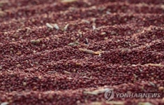 국립종자원 강원지원, 팥·콩 정부보급종 141t 공급