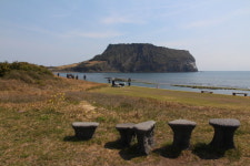 4월 동백을 본다면 제주 4.3을 떠올려보자