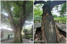 쓰러진 진주성 600살  느티나무, 보호수 제외돼 관리 소홀  논란