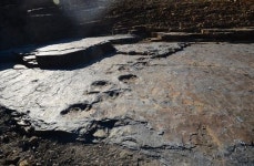 백악기 화석산지 또 발견, 문화재청은 이전보존 판단