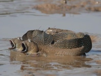 사천시 광포만 짱뚱어