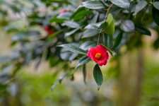 [포토뉴스] 봄을 알리는 용매화와 동백