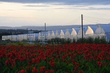 최영문 케냐한인회장, 현지 경영하는 농장에서 1300명 고용해