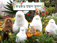 [SR 경제&라이프] 페루에서 날아온 몽실몽실 컴발리알파카