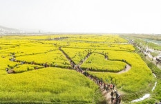 [지자체의 SR] 대저 생태공원 낙동강 유채경관단지 3년만에 개방