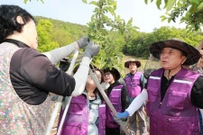 김영환 충북지사, 농가 일손지원 봉사활동 참여
