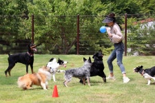 LG유플러스, 반려견 훈련소 포동스쿨 용인캠퍼스 개소