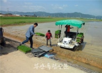 부안 행안면, 풍년농사 바라며 올해 첫 모내기