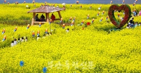 계화면, 계화미 옛 명성 되찾는다